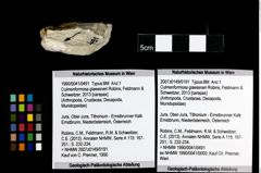Foto (Objekt + Etiketten) von Culmenformosa glaessneri (Robins, Feldmann & Schweitzer, 2013) 
